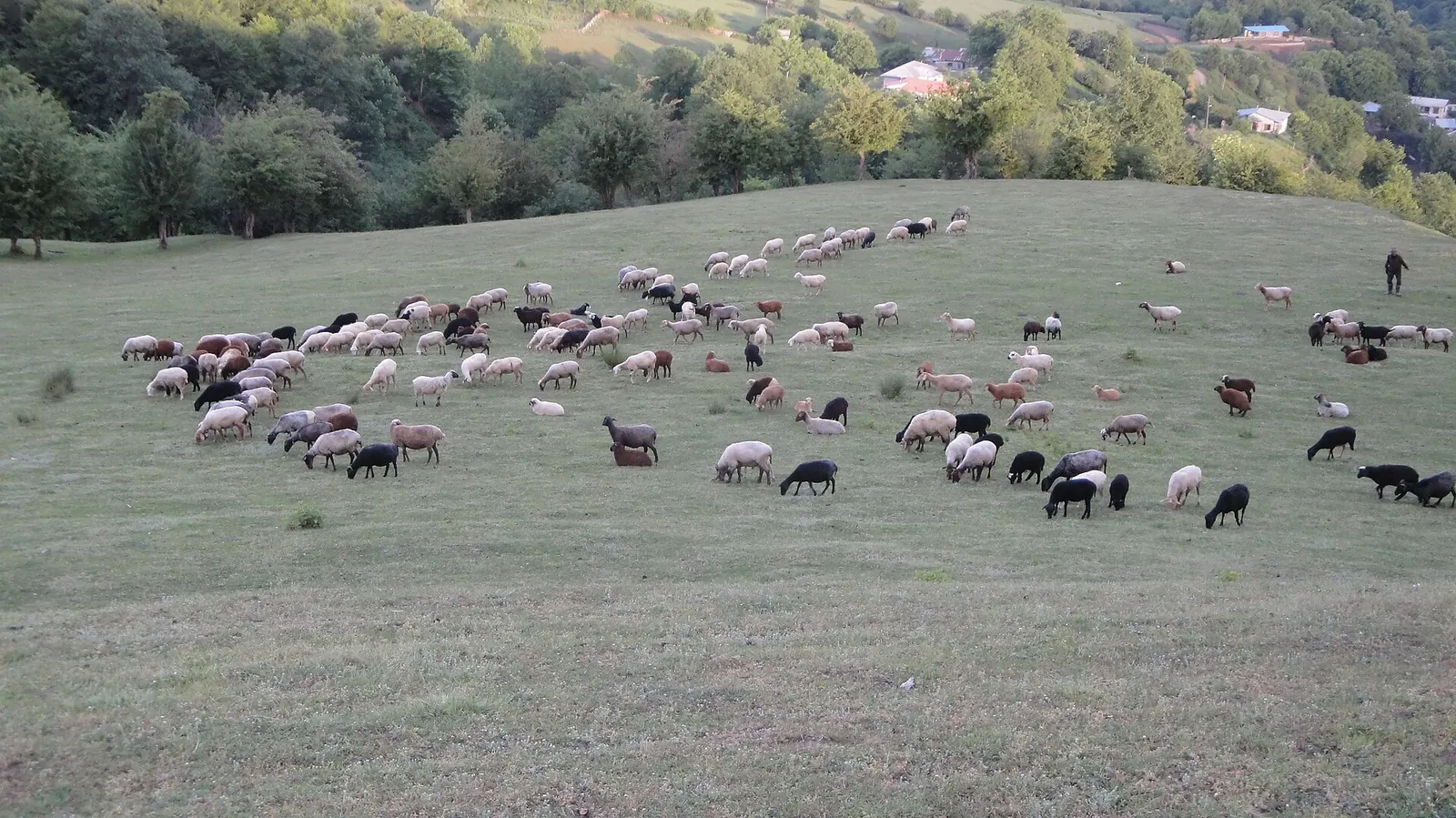 گوسفند، بز و پرواربندی بره